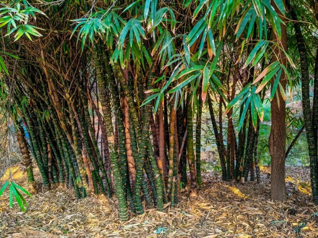 Trees are used to write name