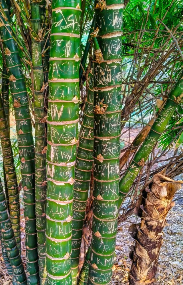 Trees are used to write name