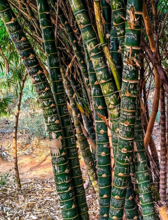 Trees are used to write name