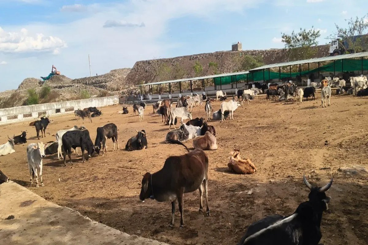 Serious negligence in Katni cow shelter