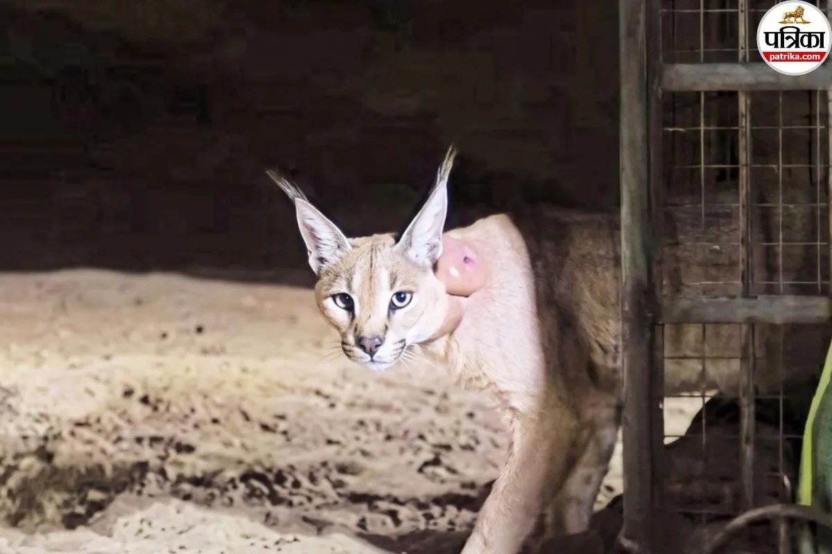 Rare wildlife spotted near Jaisalmer India-Pak border harming it is serious crime 3 arrested