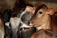 Khairthal Tijara Stone Pelting Case, Chopanki Police Station Clash, Alwar Cow Smuggling News, Bhiwadi Breaking News, Rajasthan Cow Smuggler Incident, Gau Rakshak Clash Rajasthan, Alwar Stone Pelting Death, Bhiwadi Police Investigation, Rajasthan Law and Order Update, Haryana Youth Death Case