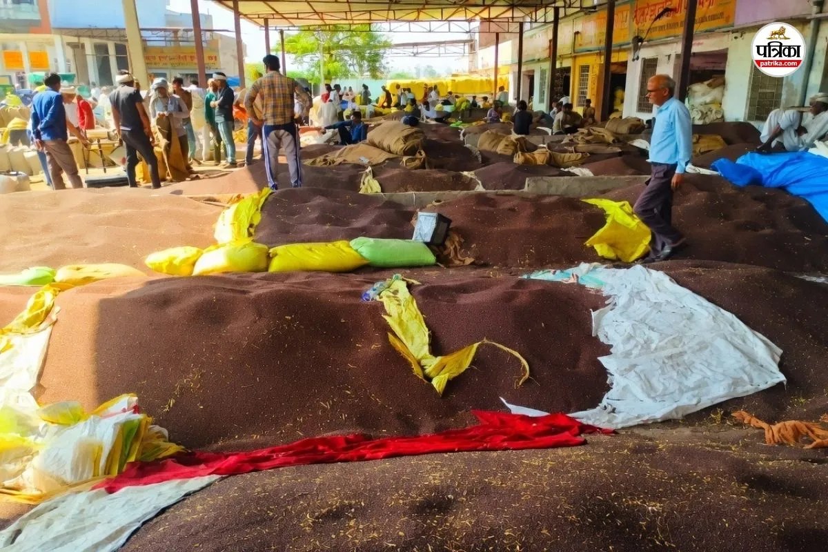 Alwar Krishi Upaj Mandi Mustard Traders Jittery Over IMD Warning Know What Issue