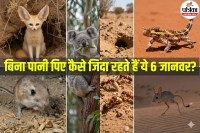 Animals That Survive Without Water