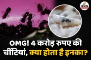Ants Trafficking, Man arrested with 2000 African Queen ants,