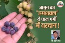 Ayurvedic Doctor Explain Falsa fruit Benefits, Falsa fruit good for high BP, Falsa fruit for Cholesterol, Falsa fruit for digestive issue,