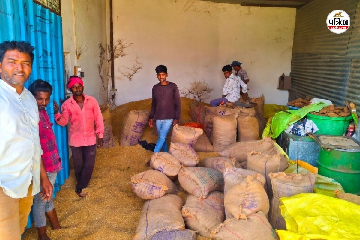 Rajasthan Agriculture Department has ordered wheat samples from Gram Panchayats and Tehsils There will be a meeting today know what is matter