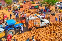 Rajasthan 25 March Mustard and gram procured at MSP Minister Gautam Kumar Dak gave complete information