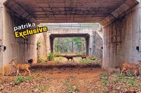 Bhopal bypass underpass ratapani wildlife corridor