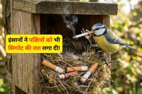Birds Cigarette Habit, Shock to know Birds Cigarette Habit, Birds Cigarette Habit News,