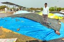 Bundi : अरमानों पर फिरा पानी, मंडी में 5 हजार बोरी उपज बरसात से भीगी