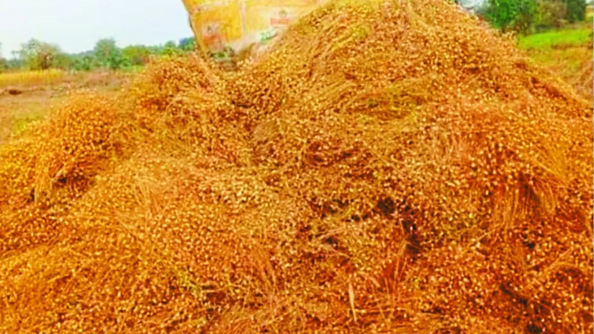 बालोद जिले में बीते दिनों अचानक हुई ओलावृष्टि व बारिश से बालोद, गुरुर व गुंडरदेही क्षेत्र के लगभग 937 किसानों के चना, गेहूं की फसल को नुुकसान पहुंचा है।