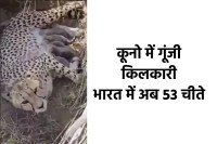 CheetahJwalaGaveBirthto5cubsinKunoNationalpark