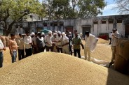 Chomu barley price