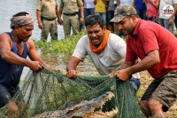 CG News: तालाब में मछली समझकर खींचा जाल, निकला 7-8 फीट लंबा मगरमच्छ, मछुआरों के उड़े होश(photo-patrika)