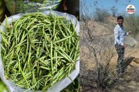 मरुस्थलीय सदाबहार पौधा खींप औषधीय गुणों की खान, पत्रिका फाइल फोटो