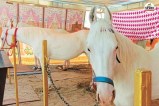 मल्लीनाथ पशु मेले में लाखों रुपए कीमत के अश्व, पत्रिका फोटो