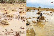 जैसलमेर में बारिश से फसलें बर्बाद, किसान मायूस, पत्रिका फोटो
