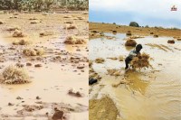 जैसलमेर में बारिश से फसलें बर्बाद, किसान मायूस, पत्रिका फोटो