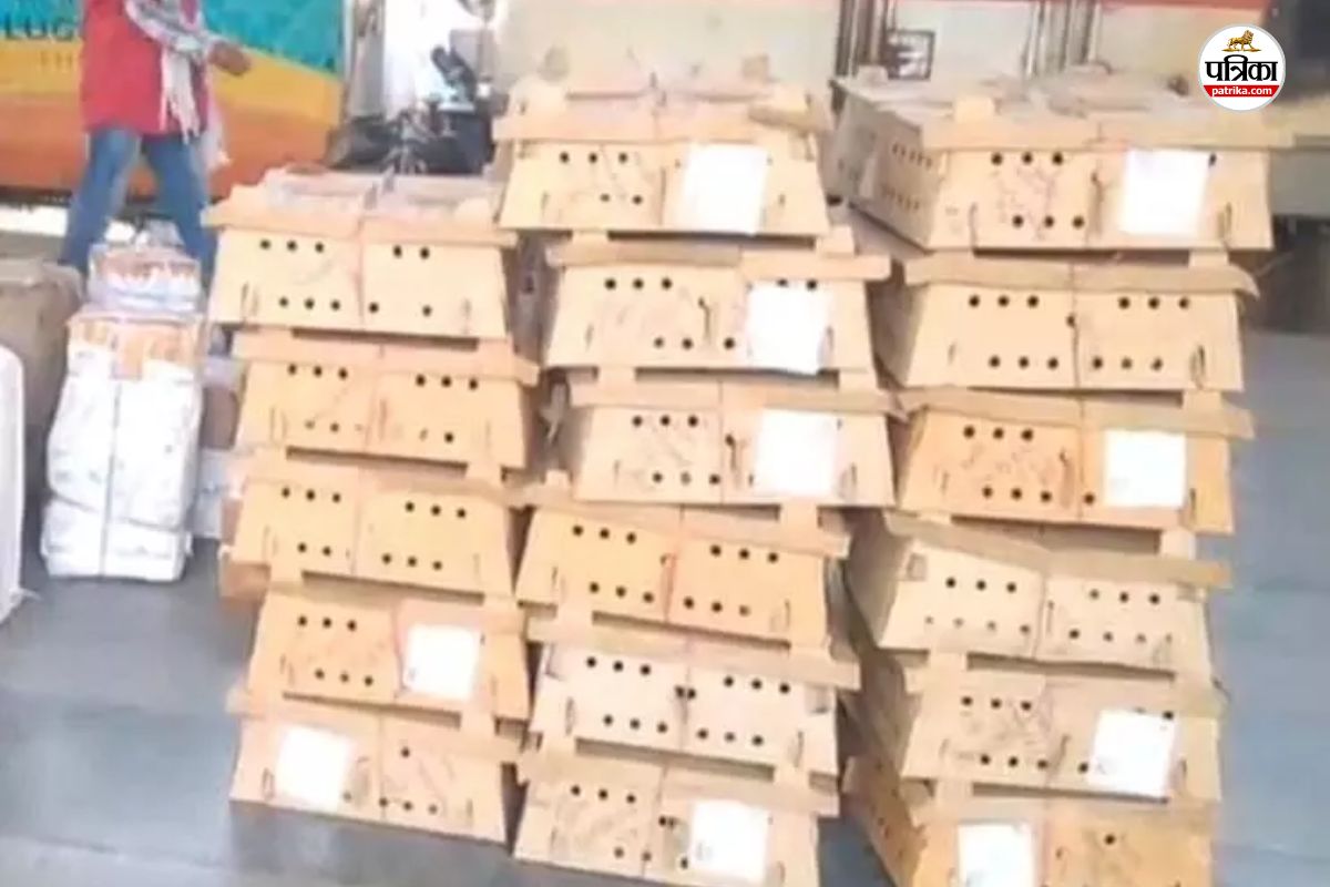 बर्ड फ्लू के बीच दिल्ली से चूजों की सप्लाई, Railway Station पर खुली खेप, यात्रियों में संक्रमण फैलने का डर(photo-patrika)