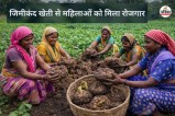 जिमीकंद खेती से महिलाओं को मिला रोजगार(photo-patrika)