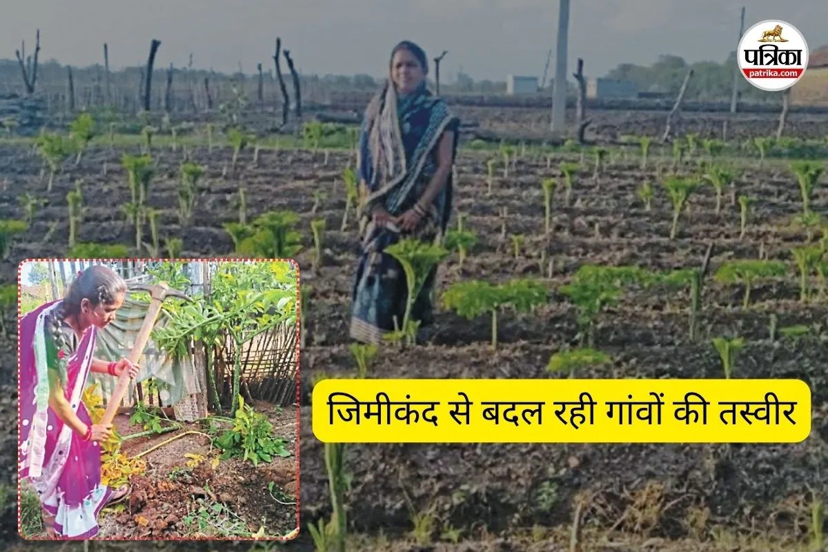 जिमीकंद से बदल रही गांवों की तस्वीर (फोटो सोर्स- पत्रिका)