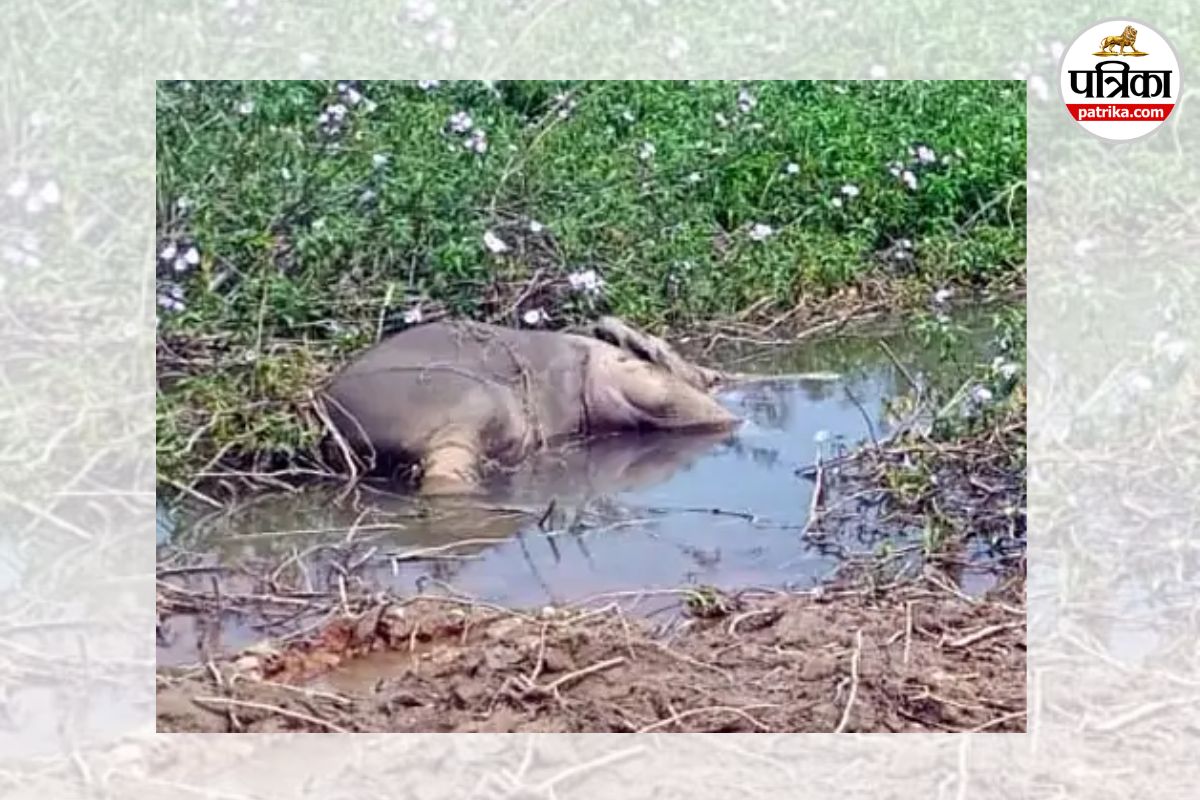 2 हाथी शावकों की मौत (photo source- Patrika)