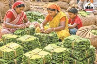 बस्तर में रिकॉर्ड उत्पादन की उम्मीद (photo source- Patrika)