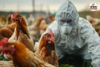 बिलासपुर में 2 करोड़ रोज का चिकन-अंडा कारोबार ठप (फोटो सोर्स- Freepik)