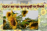 छत्तीसगढ़ में सूरजमुखी की खेती को बढ़ावा! IGKV में 16 हाइब्रिड किस्मों का परीक्षण, किसानों के लिए नई उम्मीद...(photo-patrika)