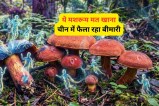 Dangerous Mushroom, Mushroom poisoning, Dangerous Mushroom Lanmaoa asiatica,