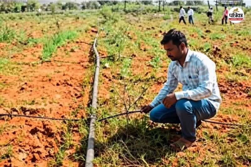 Rajasthan farmers are in crazy Israeli technology Drip Irrigation record yields producing at low cost
