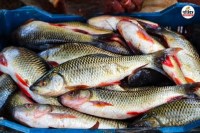 Dungarpur organic superfood fish world is crazy Fisheries Department farmers fortunes have changed