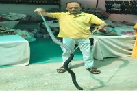 Jodhpur cobra rescue, Cobra snake found in Jodhpur fair, Kaga Sheetla Mata fair Jodhpur news, Cobra snake rescue Rajasthan, Snake rescue in Jodhpur, 6 feet cobra in Jodhpur fair, Ismail Rangrez snake rescuer Jodhpur, Cobra snake news Rajasthan, Snake found in shop Jodhpur fair, Rajasthan snake rescue news