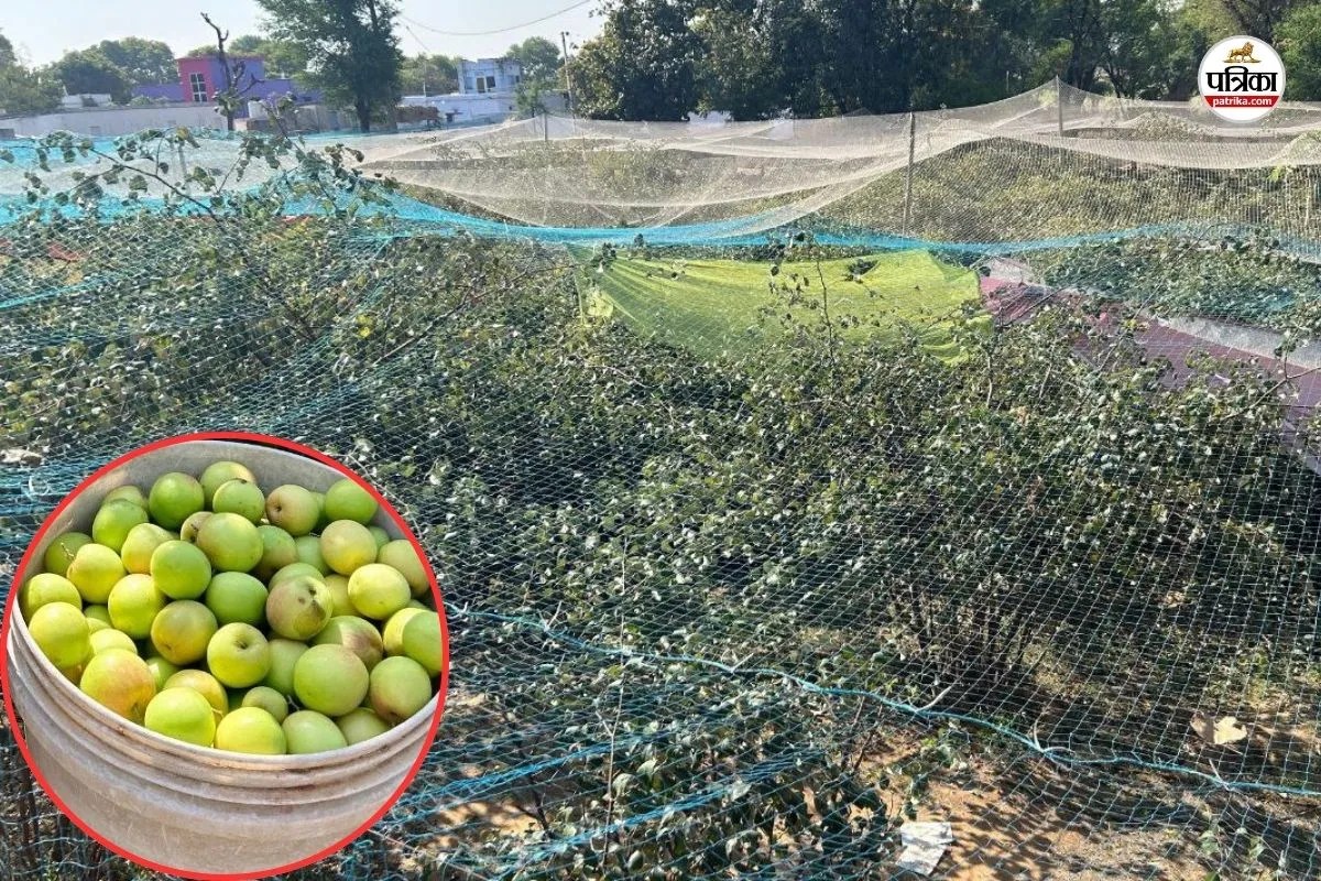 Jujube Orchard