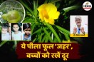 Kaner ka Fal, Kaner ka Fal Poisonous, 3 kids died in Varanasi due to Kaner ka Fal,