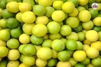 Lemon mandi price today