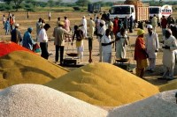 Rajasthan 25 March Mustard and gram procured at MSP Minister Gautam Kumar Dak gave complete information