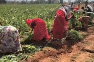 Opium cultivation in Balrampur