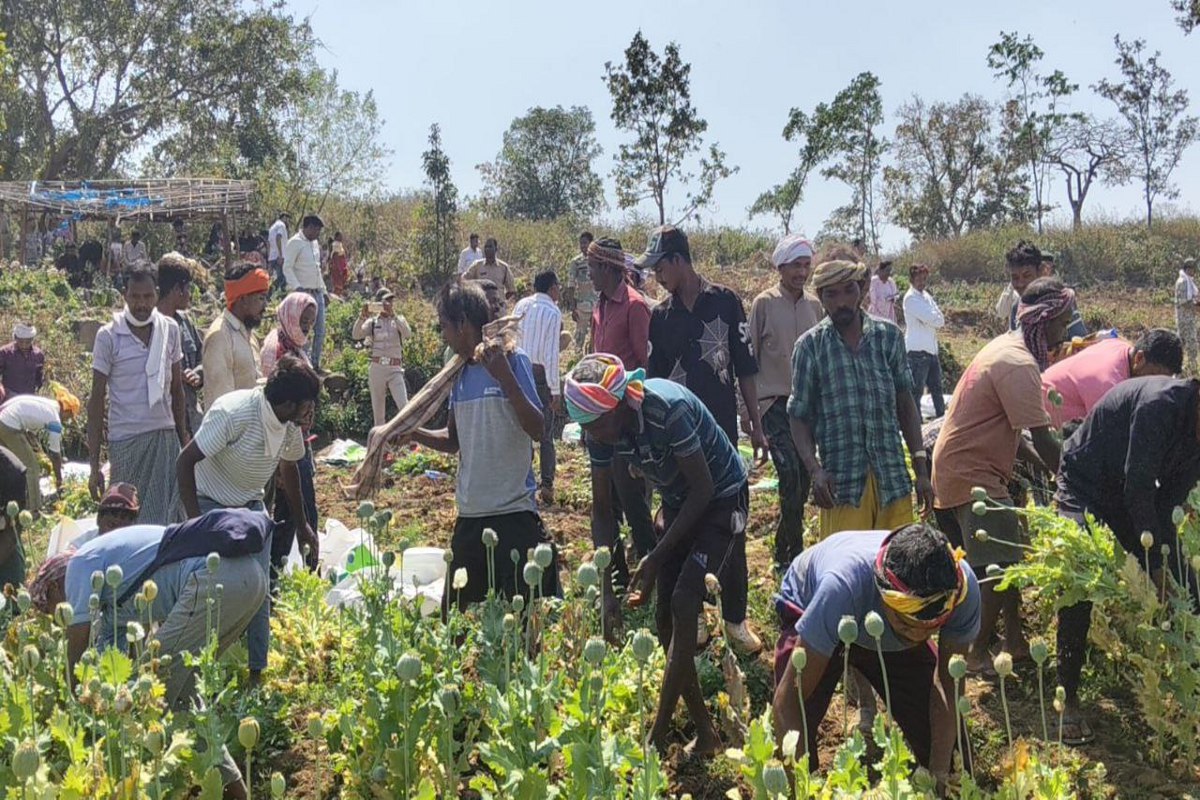 Opium interstate network busted