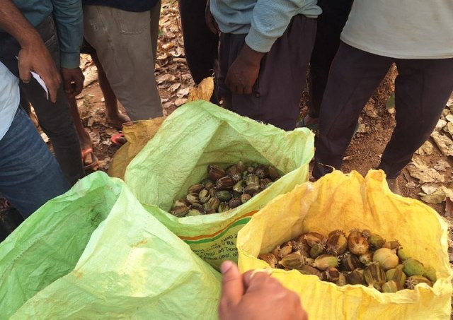 Opium cultivation in Balrampur
