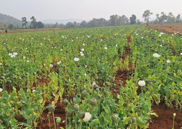 Opium cultivation in Balrampur