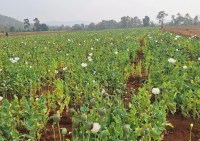 Opium cultivation