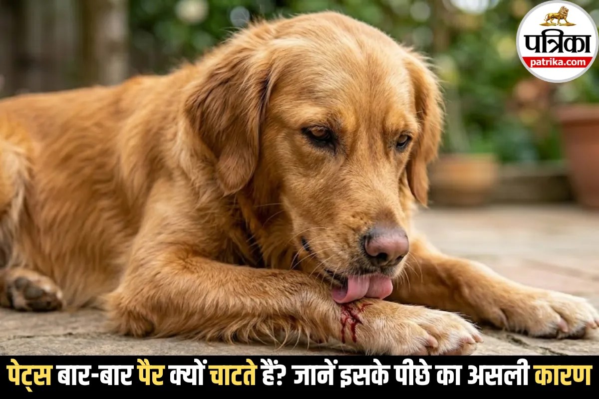 Pets Licking Their Paws