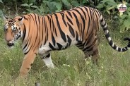 Ranthambore Tiger Reserve-1
