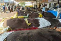 Laxmangarh Mandi, Sarso Arrival in Mandi, Sarso Price in Mandi, Rajasthan Sarso Mandi News, Sarso Rate 6500 per Quintal, Farmers in Mandi, Sarso Crop Arrival, Laxmangarh Agriculture Mandi, Sarso Trading in Mandi, Rajasthan Sarso Market, Farmers Waiting in Mandi, Heavy Sarso Arrival, Sarso Crop Price Rajasthan, Agricultural Mandi News, Sarso Farmers Rajasthan