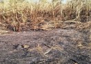 Fire in sugarcane crops