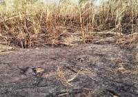 Fire in sugarcane crops