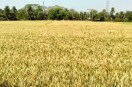 Support price wheat procurement news