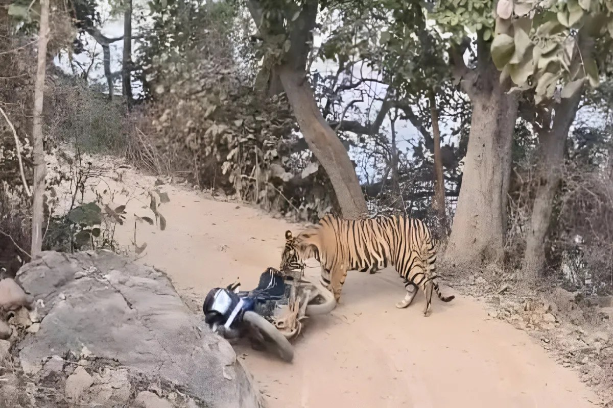 Ranthambore Tiger Reserve, Sawai Madhopur News, Tiger RBT 2511, Ranthambore Tiger Attack, Forest Guard Attack, Sultanpur Forest Area, Rajasthan Forest Department, Tiger Attacks Bike, Ranthambore Latest News, Tiger Movement Ranthambore, Forest Patrol Incident, Wildlife News Rajasthan, Ranthambore Jungle News, Forest Guard Safety, Tiger Encounter Ranthambore